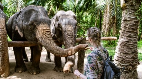 MY-THAILAND-Woman-giving-food-to-two-elephants-in-an-ethical-elephant-sanctuary
