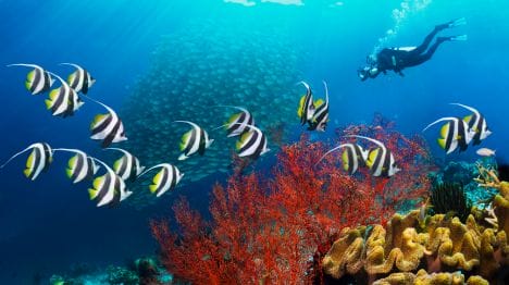 MY-THAILAND-Person-scuba-diving-in-thailand-with-beautiful-reef-and-stripped-fish-in-the-forehand